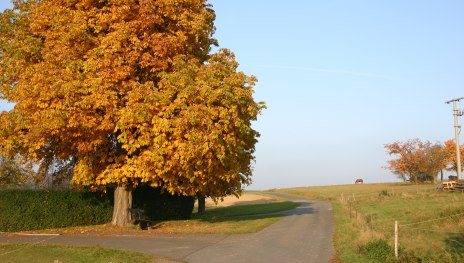Kastanienbaum Herbst