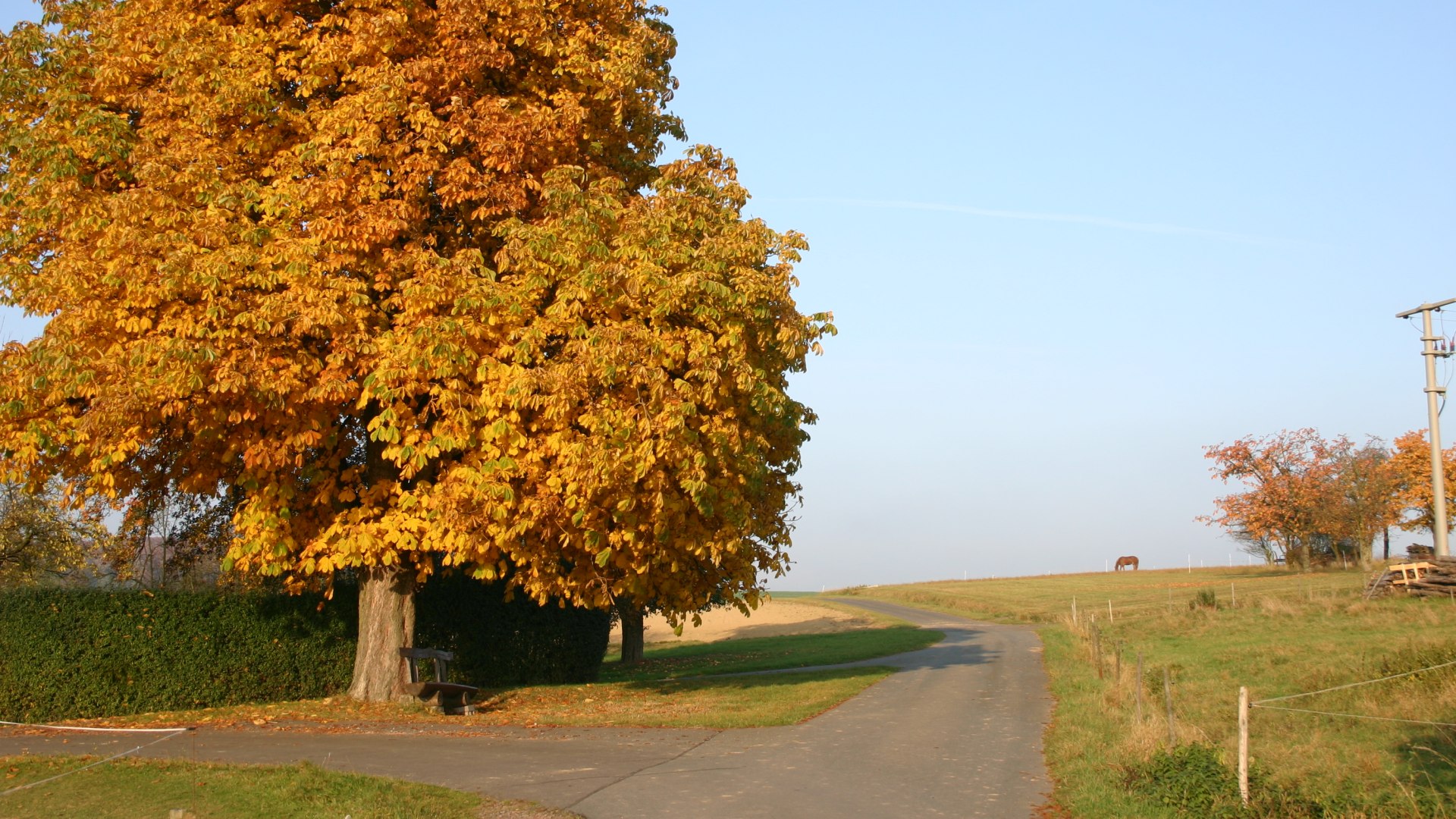 Kastanienbaum Herbst