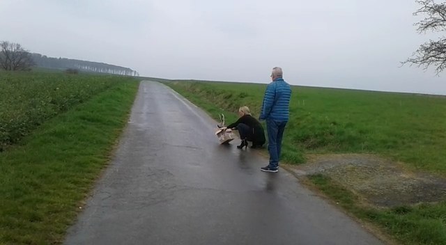 Turmfalke Turmfalke