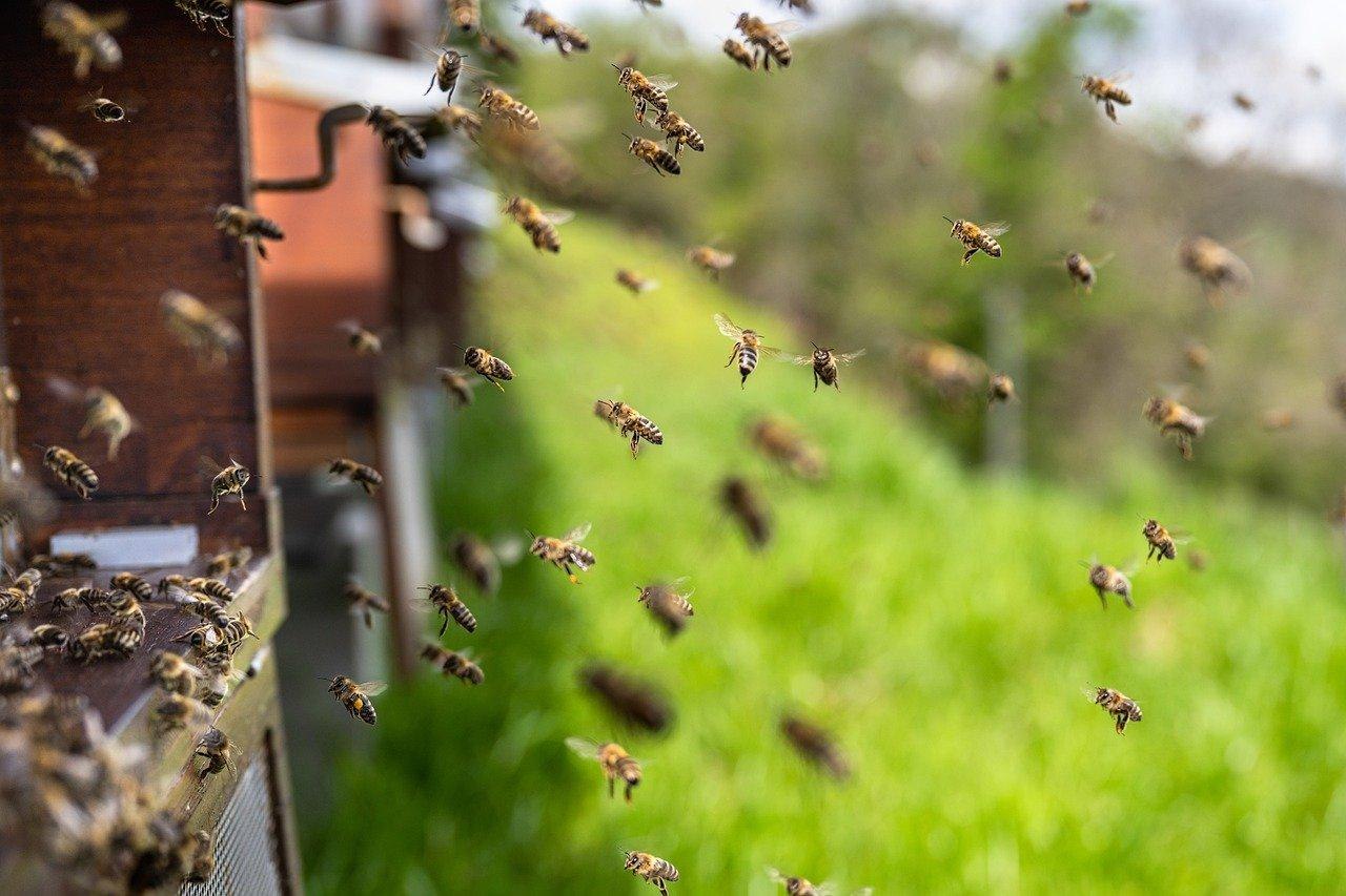 Bienen | &copy; Pixabay