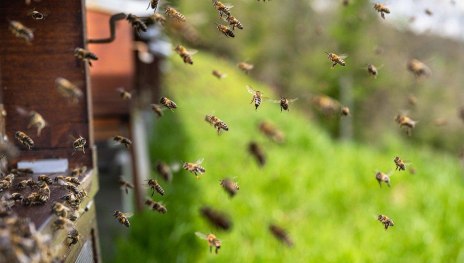 Bienen | &copy; Pixabay